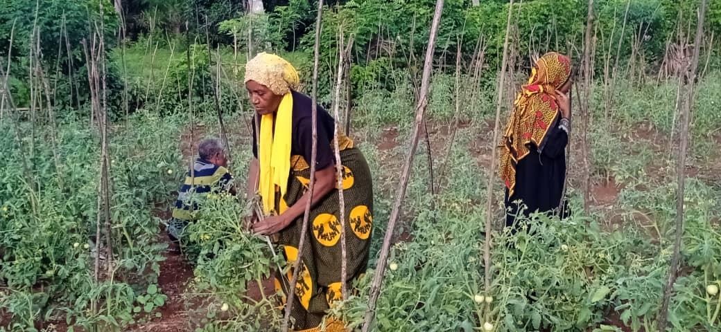 image Les activités du groupement maraîcher de Mbatsé sont prometteuses